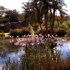 Flamingos