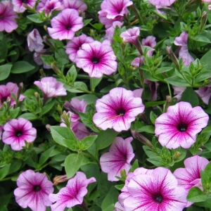 Purple Flowers