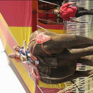 Elephant