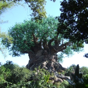 Tree of Life
