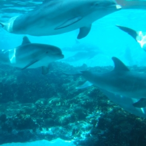 Sea World