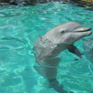 Sea World