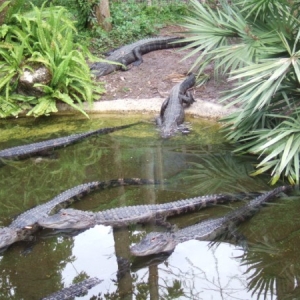 Sea World