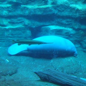 Sea World