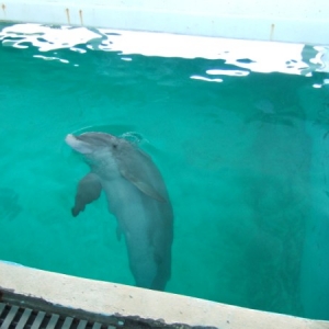 Panama at Clearwater Aquarium