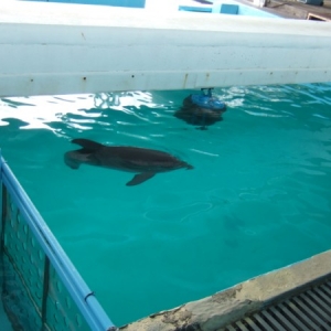 Winter at Clearwater Aquarium