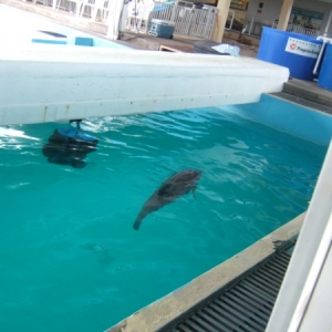Winter at Clearwater Aquarium
