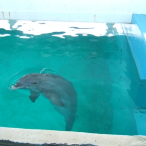 Panama at Clearwater Aquarium