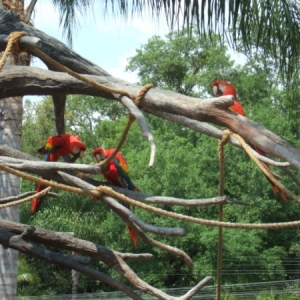 Busch Gardens
