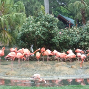 Busch Gardens