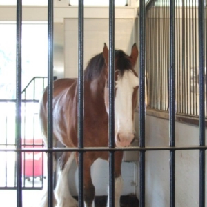 Clydesdale at Busch Gardens