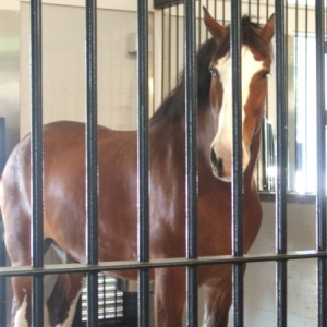 Clydesdale at Busch Gardens