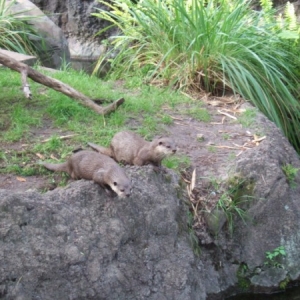 Animal Kingdom