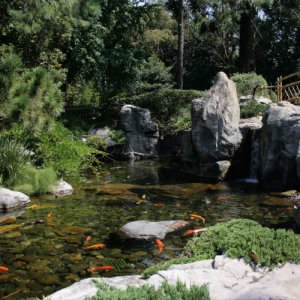 Koi Pond