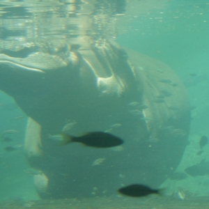 Hippo Relaxing
