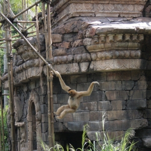 Swinging in the Air