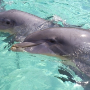 florida_358
