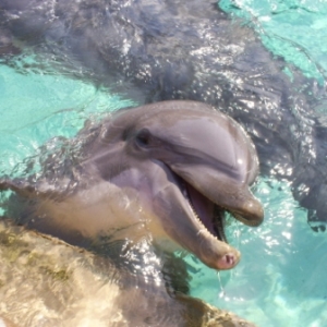 florida_361