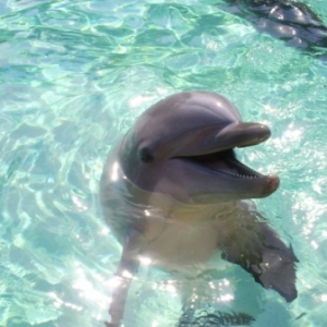 florida_374