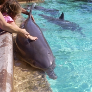 florida_378