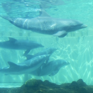 florida_388