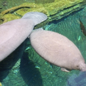 florida_414