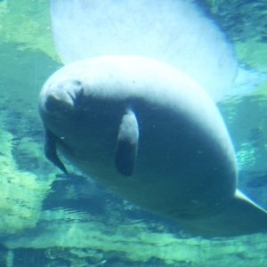 florida_415
