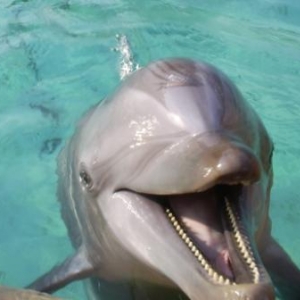 florida_515