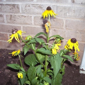 My dead flowers