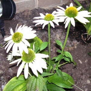 Flowers_003_Small_