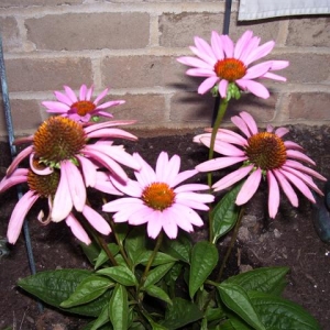 Flowers_004_Small_