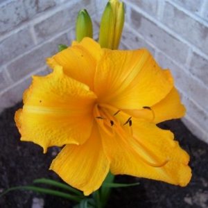 Flowers_005_Small_
