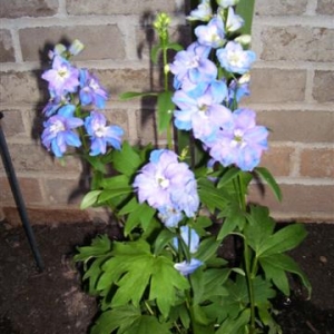 Flowers_006_Small_