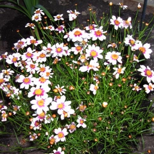Flowers_007_Small_