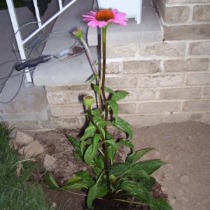 Flowers_008_Small_