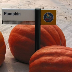 Pumpkins