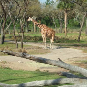 AKL Savannah
