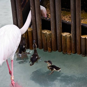 Not baby flamingoes