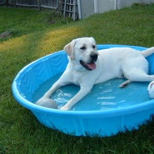 Gus-gus in his pool
