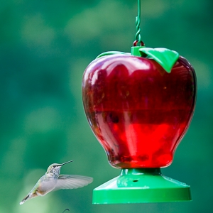 Hummingbird