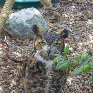Owl