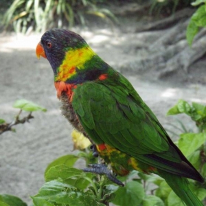 Lorikeet