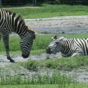 Zebras at Play