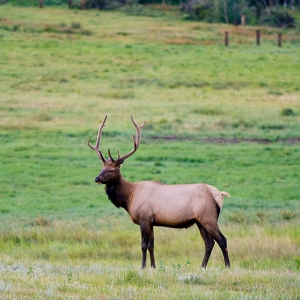 Elk