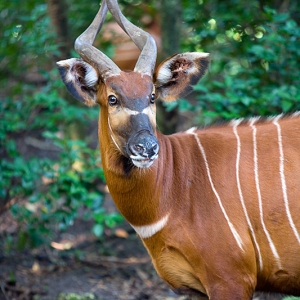 Sunrise Safari Example