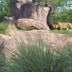 lion