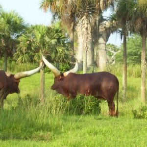 longhorn