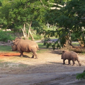 rhino