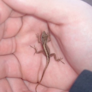 lizard_web