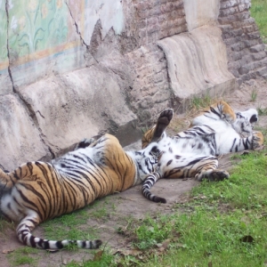 Tiger-train